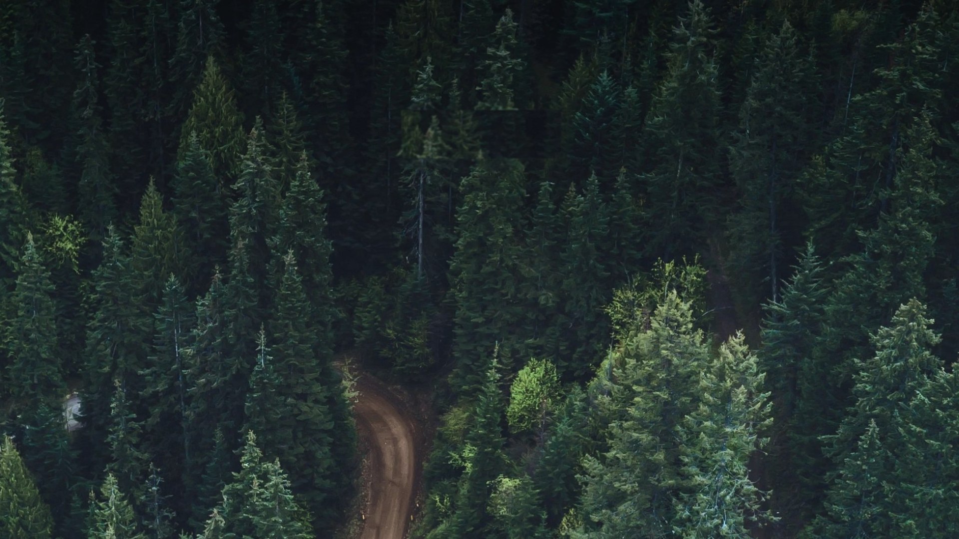 A road through forest, seen from the air